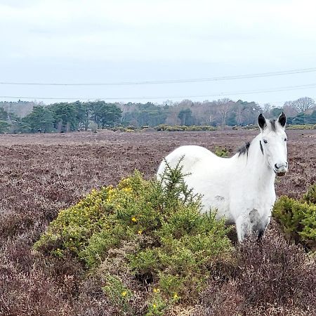 In The Heart Of The New Forest Fordingbridge Exteriér fotografie