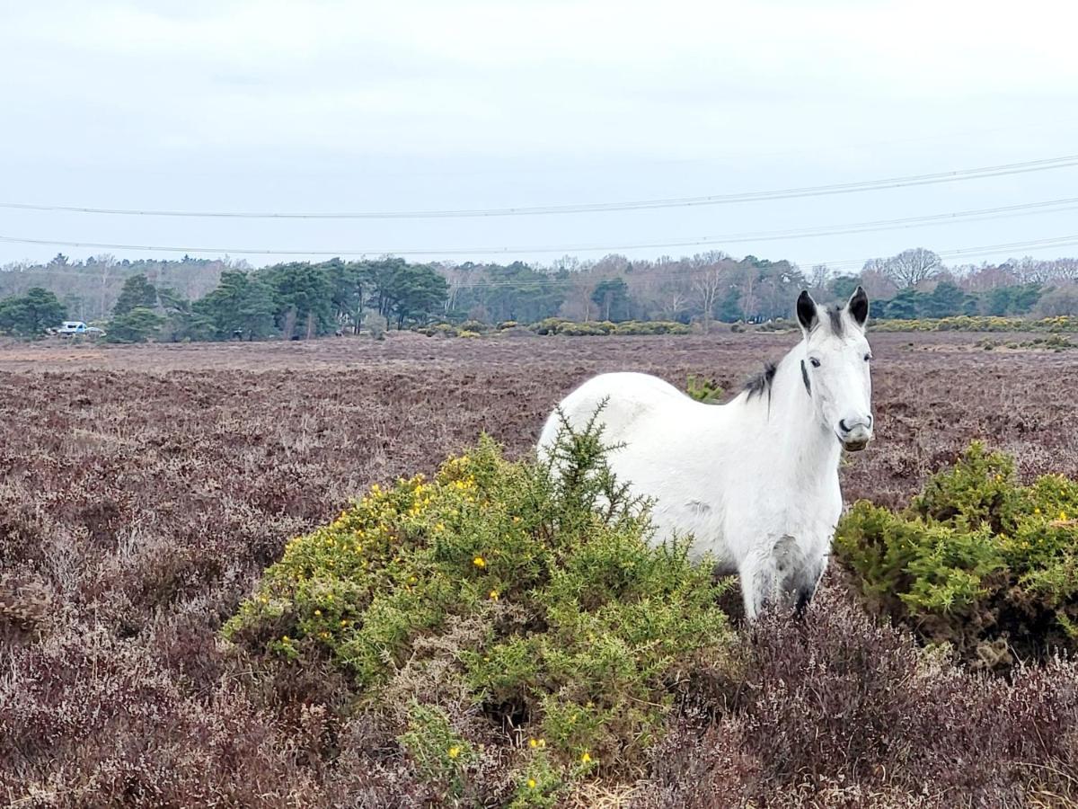In The Heart Of The New Forest Fordingbridge Exteriér fotografie